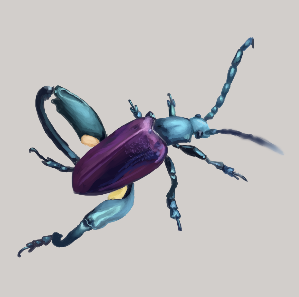 Beetle